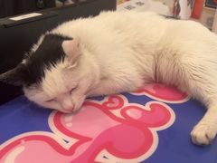 -喜多萌中农锦绣动物医院24H·猫科·牙科MRI·CT