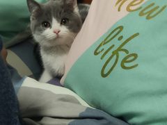 -欣宠猫屋·矮脚拿破仑·蓝金金渐层