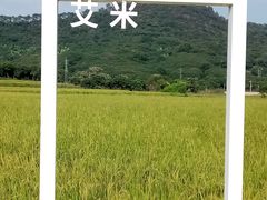 -艾米稻香小镇