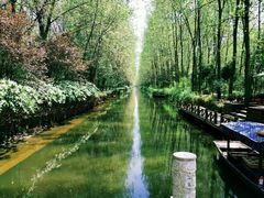 -合肥滨湖国家森林公园