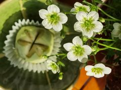 -百年同和·江南点心院(山塘街店)