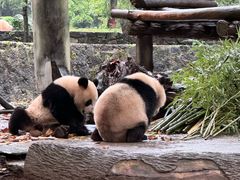 -都江堰中华大熊猫苑