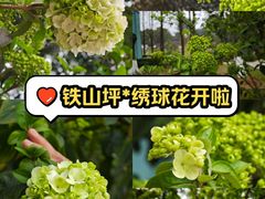 -铁山坪森林公园