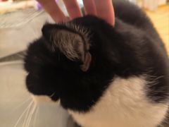 -猫咪派对(江南西店)