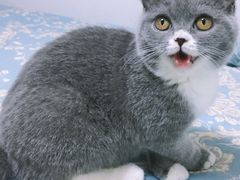 -猫大福·Fortune Cat猫舍(百子湾店)