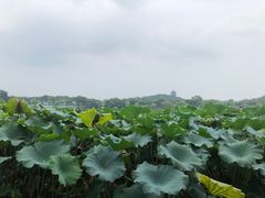 -湖畔居茶楼(湖滨店)