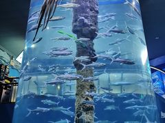 -厦门海底世界