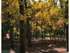 -朝阳公园