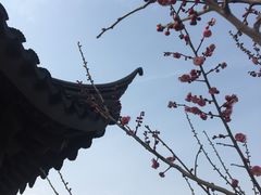 -香雪海