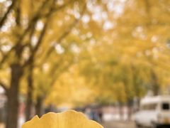 -三里屯东五街银杏大道