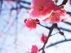 -南京古林公园
