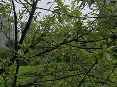 -重庆彩云湖湿地公园