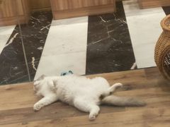 -袖虎·猫馆(体育西路店)