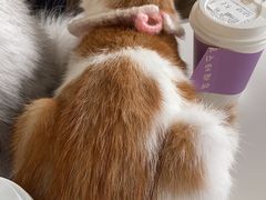 -怪兽屋·羊驼·猫咖·狗咖(俊华广场店)