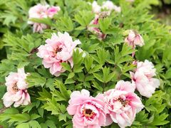 -济南国际园博园