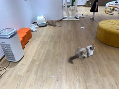 -1013 PET SHOP精品宠物商店(丁香店)