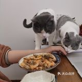无所事事小肥喵，好吃懒做狂长膘～