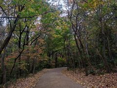 -紫金山山顶公园