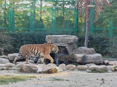 -上海野生动物园老虎餐厅