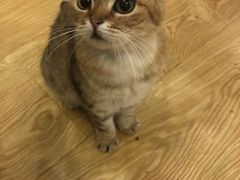 -萌喵咖啡屋(人民东路4号口M16商铺店)