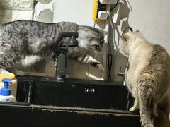 -平行世界·猫咖(首经贸店)