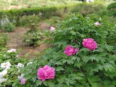 -洛阳市隋唐城遗址植物园