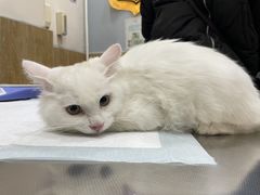 -瑞派名望24h动物医院异宠专科·猫专科·骨科·重症监护分院