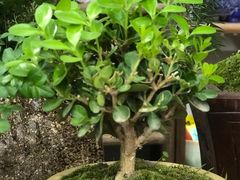-双季花艺园艺市场(浦东店)