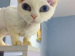 -喵的天空名猫咖啡馆·撸猫·猫舍·用品