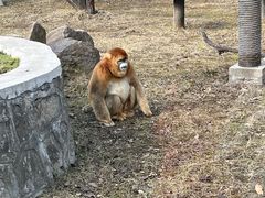 -西安秦岭野生动物园