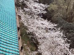 -武汉大学-樱园