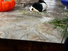 -海南热带野生动植物园