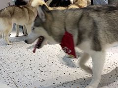-Husky Go!哈士奇体验馆·宠物咖啡厅狗咖
