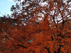 -香山公园