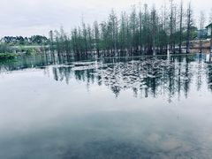 -白鹭湾湿地公园