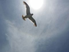 -海驴岛(荣成市)