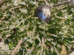 -三凤酒家·百年无锡菜(清扬茂业店)