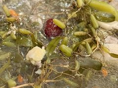 -洪大厨鸡煲(福田店)