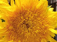 -谷莠子花艺·气球派对·绿植造景·花艺沙龙(金光华广场店)