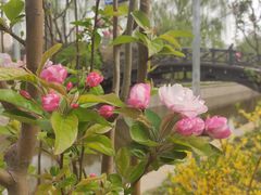 -海棠花溪(元大都城垣遗址公园)