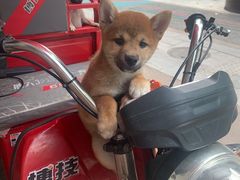 -柯斗斗主题餐厅·狗咖·围炉煮茶·茶饮(国瑞升平里店)