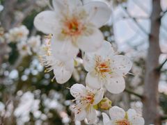 -荔枝公园(福田区)