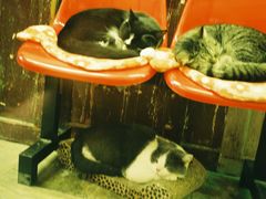 -猫咪博物馆(顶澳仔猫街店)
