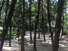 -嘉定紫藤园