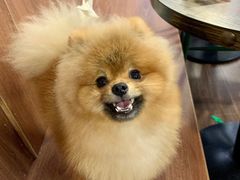 -柯斗斗主题餐厅·狗咖·围炉煮茶·茶饮(国瑞升平里店)