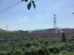 -紫颐香薰山谷景区