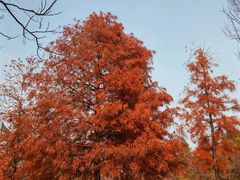 -上海海湾国家森林公园