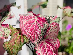 -WATER CAFE(广厦店)