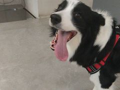 -伟伟宠物医院·CT影像中心·瑞派犬猫综合性门诊(汉口总院)