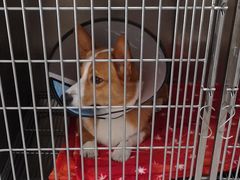 -艾贝尔宠物诊疗